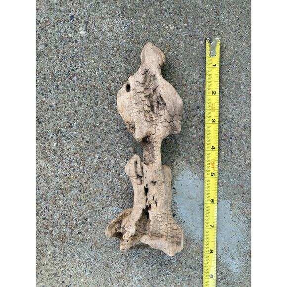 Ohio River Driftwood 7"x3"x2" (Spinal Vertebrae Shape) - Picture 1 of 2